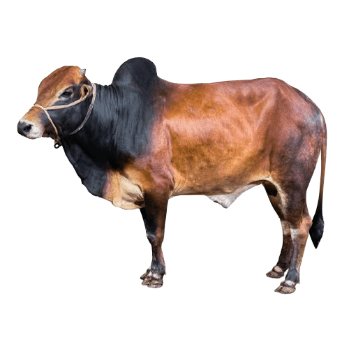 Deshi Cow