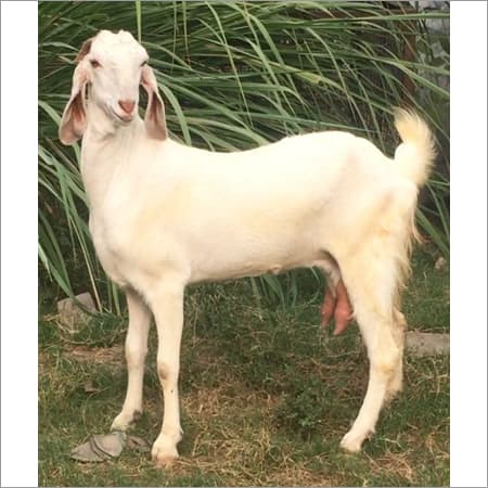 Jamunapari Goat