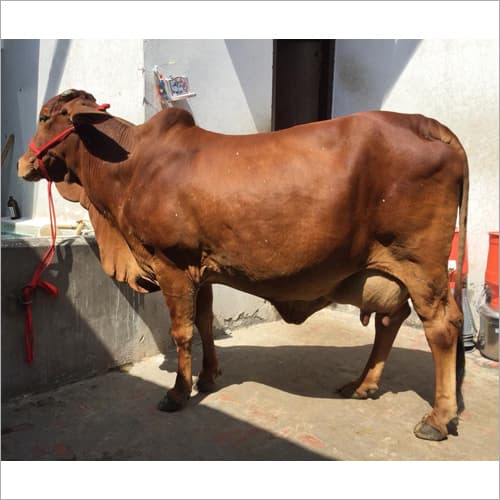 Red Chittagong Bull