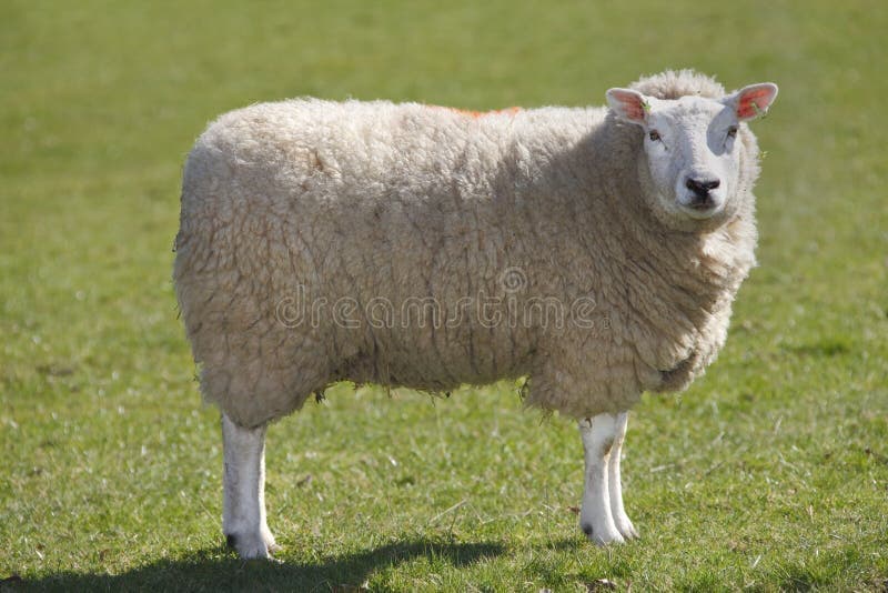 Bera Sheep