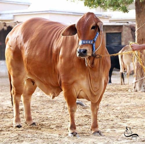 Sahiwal Cow